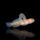 Amblyeleotris Randalli Orange Stripe Prawn Goby