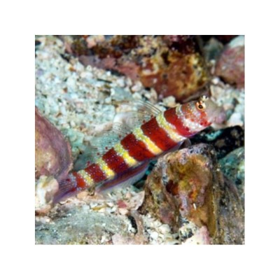 Amblyeleotris Wheeleri Wheeler's Shrimp Goby