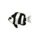 Dascyllus Aruanus Dascyllus Aruanus