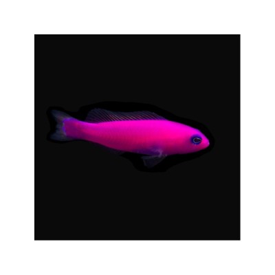 Pictichromis Porphyrea Magenta Dottyback