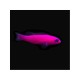 Pictichromis Porphyrea Magenta Dottyback