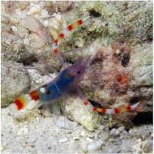 Stenopus Tenuirostris Banded Coral Shrimp