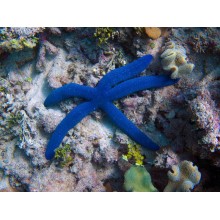 Stea Linckia Laevigata-Blue Sea Star 