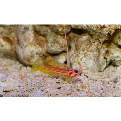 Stonogobiops Yasha-Orange Striped Shrimpgoby