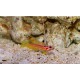 Stonogobiops Yasha-Orange Striped Shrimpgoby Stonogobiops Yasha-Orange Striped Shrimpgoby
