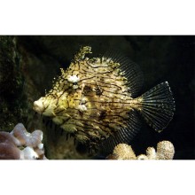 Chaetodermis Pencilligerus