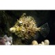 Chaetodermis Pencilligerus