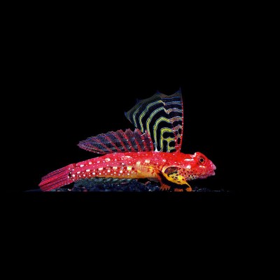 Synchiropus Sycorax Ruby Red Dragonet