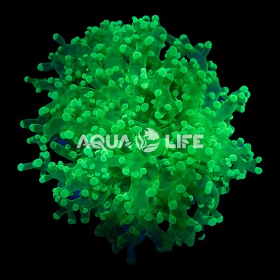 Wysiwyg Euphyllia Divisa #2