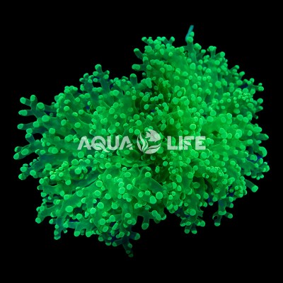 Wysiwyg Euphyllia Divisa #4