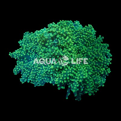 Wysiwyg Euphyllia Divisa Frogspawn #2