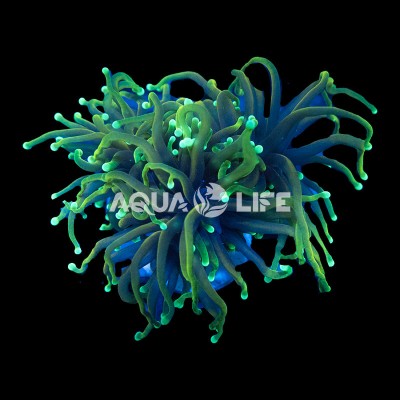 Wysiwyg Euphyllia Glabrescens Torch Dragon Soul #3
