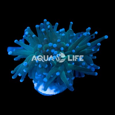 Wysiwyg Euphyllia Glabrescens Torch Green #1
