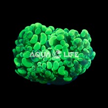 Wysiwyg Euphyllia Paraancora #4