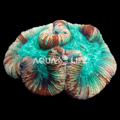 Wysiwyg Trachyphyllia Geoffroyi #2