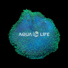 Wysiwyg Sarcophyton sp Ultra Green #2 (cca.15cm)