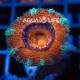 Wysiwyg Acanthastrea Lordhowensis Red #2 Wysiwyg Acanthastrea Lordhowensis Red #2