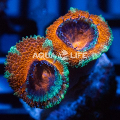 Wysiwyg Acanthastrea Lordhowensis Red #3