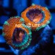 Wysiwyg Acanthastrea Lordhowensis Red #3