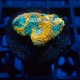 Wysiwyg Acanthastrea Echinata Orange #1