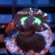 Wysiwyg Caulastrea Furcata #1 Wysiwyg Caulastrea Furcata #1