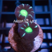 Wysiwyg Caulastrea Furcata #7