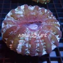 Wysiwyg Cynarina Lacrymalis #1