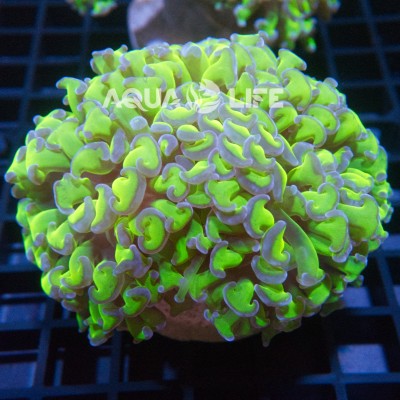 Wysiwyg Euphyllia Ancora #1