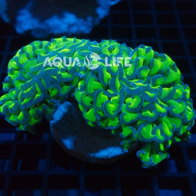 Wysiwyg Euphyllia Ancora #3