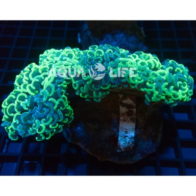 Wysiwyg Euphyllia Ancora #4