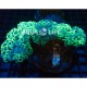 Wysiwyg Euphyllia Ancora #4 Wysiwyg Euphyllia Ancora #4