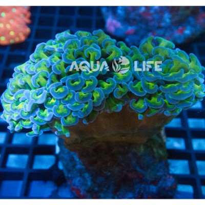 Wysiwyg Euphyllia Ancora  #5