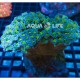 Wysiwyg Euphyllia Ancora #5 Wysiwyg Euphyllia Ancora #5