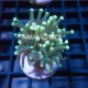 Wysiwyg Euphyllia Cristata Torch #1