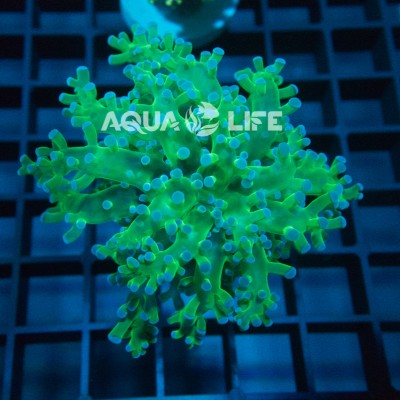 Wysiwyg Euphyllia Frogspawn #1