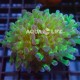 Wysiwyg Euphyllia Frogspawn Bicolor #2 Wysiwyg Euphyllia Frogspawn Bicolor #2