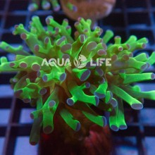 Wysiwyg Euphyllia Frogspawn Bicolor #4