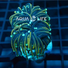 Wysiwyg Euphyllia Glabrescens 24K Gold Torch #2 (2capete)