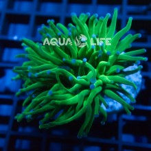 Wysiwyg Euphyllia Glabrescens Cotton Candy Torch #2