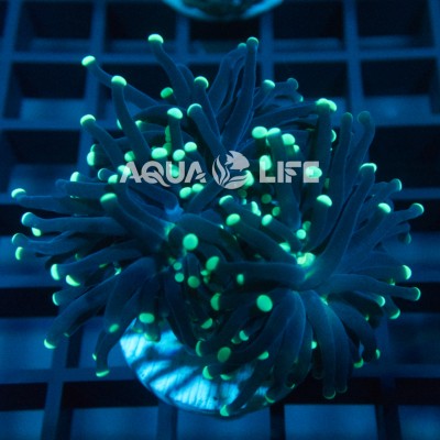 Wysiwyg Euphyllia Glabrescens Torch #2