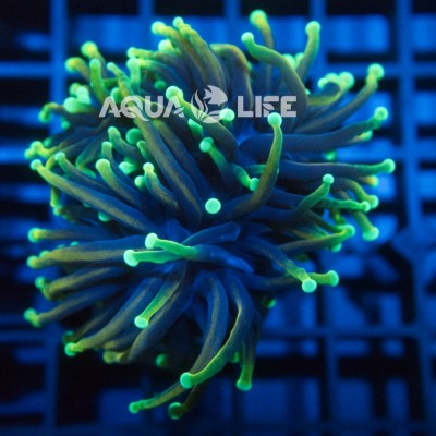 Wysiwyg Euphyllia Glabrescens Torch Dragon Soul #2