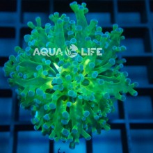 Wysiwyg Euphyllia Paradivisa #4
