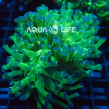 Wysiwyg Euphyllia Paradivisa #5