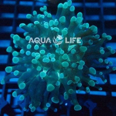 Wysiwyg Euphyllia Paraancora #1