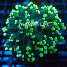 Wysiwyg Euphyllia Paraancora #12