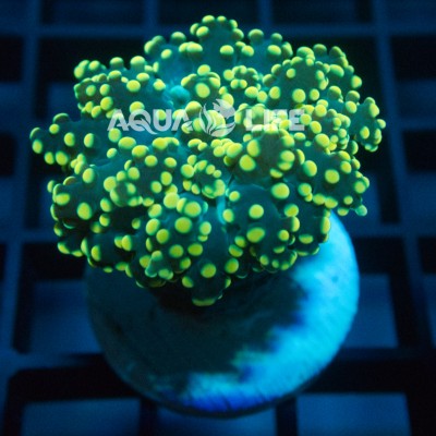 Wysiwyg Euphyllia Yaeyamaensis Orange #2