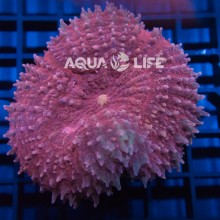 Wysiwyg Lobophyllia Sp Pink #2