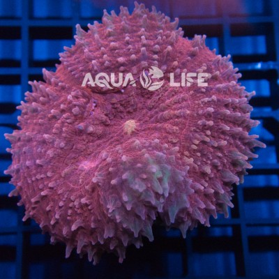 Wysiwyg Lobophyllia Sp Pink #2