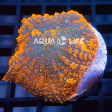 Wysiwyg Rhodactis Sp Orange #2