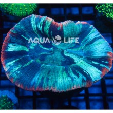 Wysiwyg Trachyphyllia Geoffroyi #1